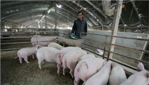 现在的仔猪价格是多少,为什么比前段时间低了 明年能涨吗