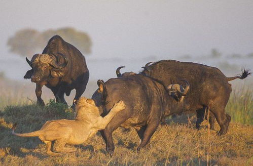 狮子不自量力捕杀水牛,结果水牛把角直接顶到了狮子肛门里边