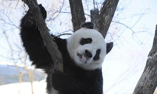 熊猫妈妈竟然给自己的熊猫宝宝一个过肩摔 看来是真生气了