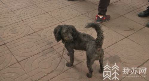 南京出台文明养犬细则 警方严查违法违规养犬 