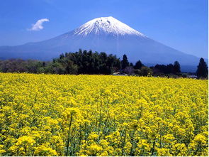 日本本州6日5晚 名进静出 世界遗产三保松原 清水梦幻广场 御殿场奥特莱斯