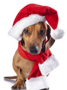 图片免费下载 圣诞狗素材 圣诞狗模板 千图网 