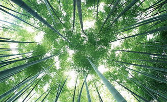 关于竹子勇敢的诗句是什么
