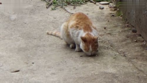 这只农村橘猫吃完小鱼干就出去玩了 