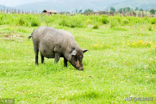 甘孜州康定市散养藏猪饲养管理技术,康定是哪个省哪个市哪个州的