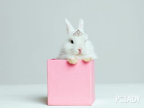宠物兔怎么养,宠物兔品种,宠物兔的习性 太平洋时尚网专区 