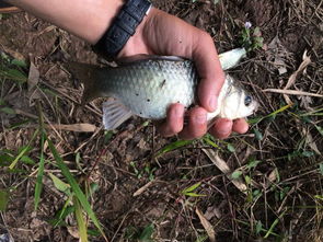 家门口的小河沟垂钓,意外收获了两条大鲤鱼,这运气也太好了吧 