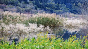 One Day In 昆明 喝茶 品香,摘一束山花,看一次城边日落 