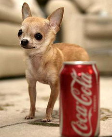 世界上最小的狗 