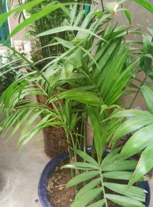 袖珍椰子喜欢酸性还是碱性土壤？
