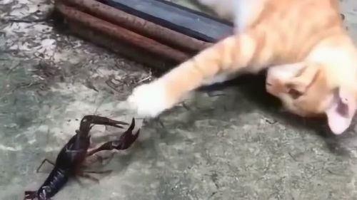 猫咪和龙虾的决战,没想到猫咪居然这样逗龙虾,小心被夹住手 