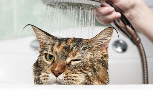 养猫攻略之如何给猫咪洗澡