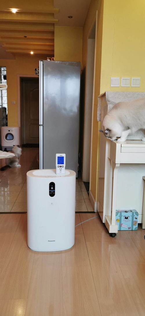 养猫家庭如何保持家中干净无异味 一台空气净化器远远不够