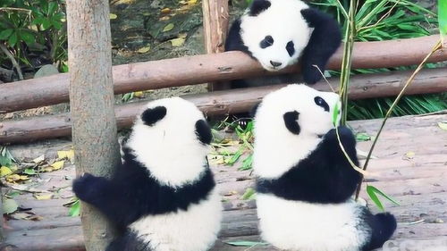3只熊猫宝宝组团卖萌,画风可爱到爆,分分钟要把人萌哭的节奏 