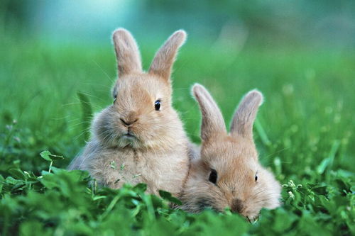 养兔经验 兔子毛球症能治好吗
