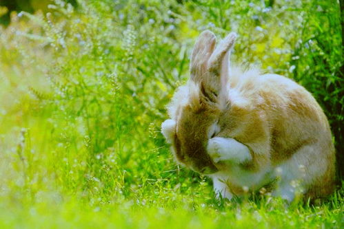 家养宠物兔多少钱一只 怎么养比较好 小兔子吃什么草不会生病