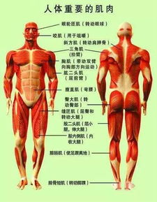 肌肉拉伤和抽筋的处理方法