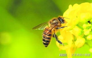 动物之间也会交流 原来这就是蜜蜂交流的秘密