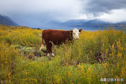 牛排从牧场到餐桌之产地篇 阿根廷