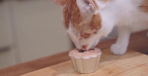 猫咪吃甜食奶油蛋糕,并不是因为喜欢吃甜的,而是因为这一点