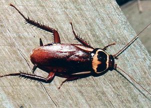 这是什么虫子 是蟑螂吗 