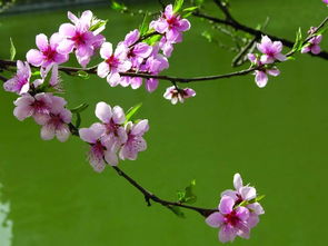 春花扫盲丨这些点燃崇明春季的花,你都认识吗