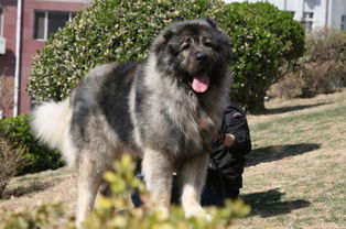 高加索犬vs藏獒,高加索犬vs藏獒王