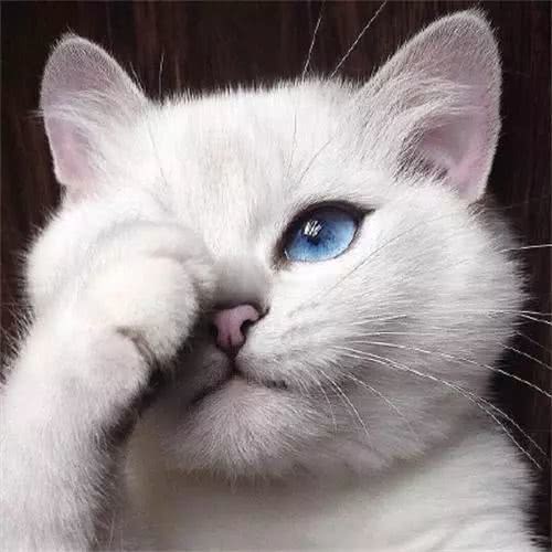 日常如何给猫咪进行眼部护理 永远保持一双卡姿兰大眼睛 