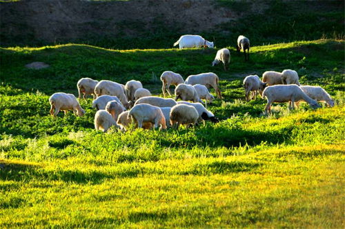 十二生肖当中的羊,究竟是山羊还是绵羊呢 这里告诉你答案 