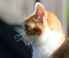 宠物趣闻 猫咪流鼻涕流口水怎么办