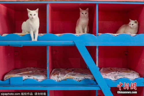 土耳其建造豪华凡猫别墅 领养者还会获得猫咪 身份证 