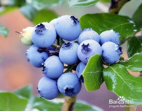 蓝莓种子怎样种植,吃完蓝莓核如何发芽
