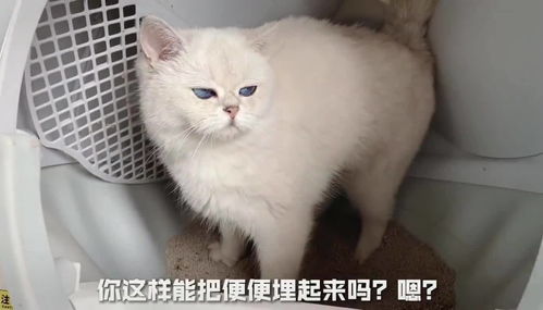 给晚晚猫咪洗屁屁 