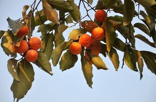 千岛湖秋季水果正旺,柿子 橘子 火龙果......快到嘴里来