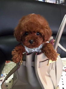 青岛玩具泰迪出售棕色泰迪犬价格泰迪图片