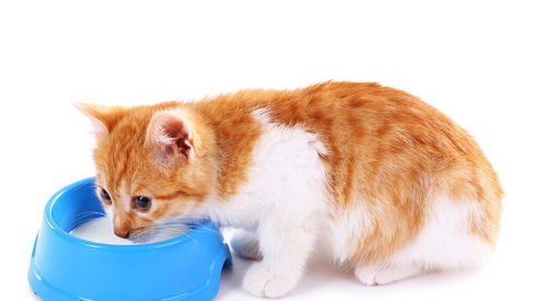 猫能吃酸奶吗,银渐层猫能吃酸奶吗