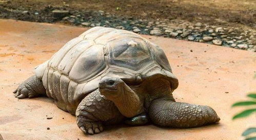 千年王八万年龟,龟的寿命和你的饲养有莫大关系