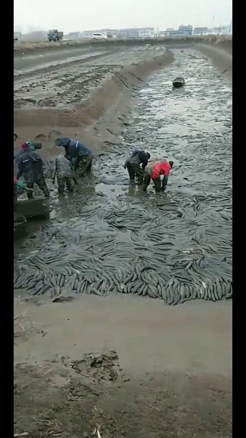 黑鱼免费送咯,快来 