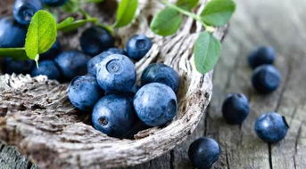 蓝莓有籽吗,蓝莓籽啥样