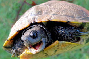什么乌龟吃了能活两百岁？