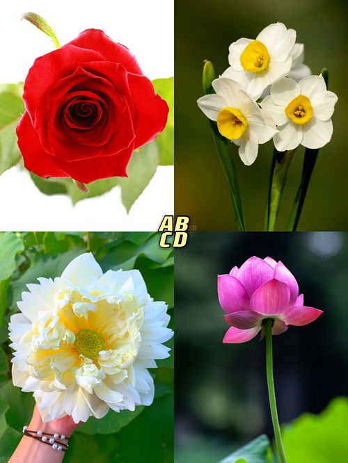 心理测试 凭感觉选一朵花,测你的身上有什么气质美