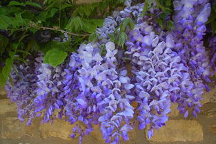 为什么家里不能养紫藤花家里栽紫藤花好吗,紫藤花有毒能种在院子里吗？