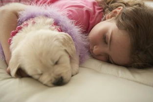小狗和主人睡一个房间 不是睡在一张床上行吗 听说有细菌对呼吸不好真的吗 
