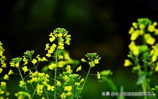 气功呼吸的八种读书方法第一部分 果雪儿学前幼儿园国学教育教学