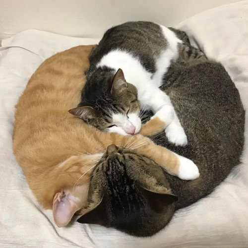 网友家有三只猫咪,天天抱在一起睡觉,好得跟一个妈生出来似的