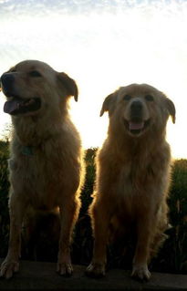 黑金毛犬和黑拉布拉多配种 