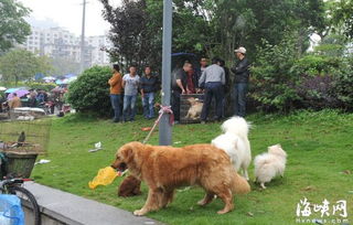 福州光明港公园成宠物交易市场 