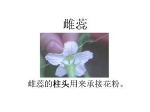 植物的雌蕊雄蕊结构图 信息图文欣赏 信息村 K0w0m Com