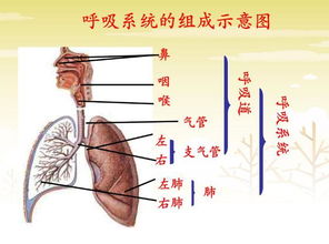 寿命长的人,通常有 2硬2软 ,哪怕占一个,也说明你还算健康