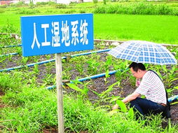 人工湿地污水处理(人工湿地水处理技术原理)